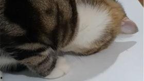 吃瓜视频白眼狼,吃瓜视频中的反转人生