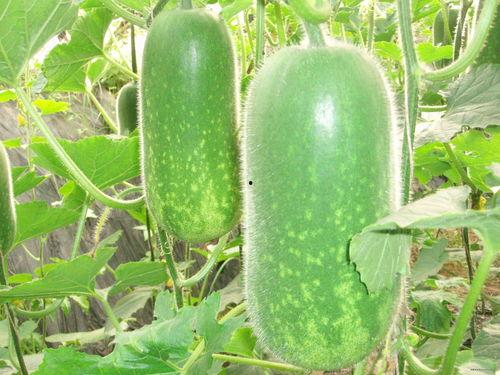 吃瓜魔性视频大全下载安装,下载安装攻略，轻松追剧乐趣无限