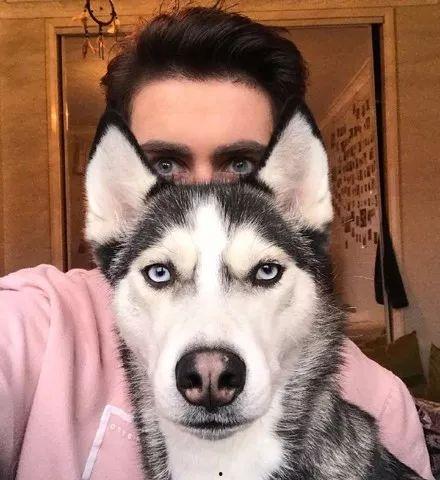 吃瓜二哈被咬视频,网友热议宠物安全