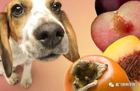 狗可以吃长茎瓜吗视频,揭秘长茎瓜是否适合宠物食用