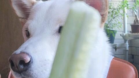 猫喜欢吃脆瓜怎么办视频,揭秘猫咪对脆瓜的疯狂喜爱