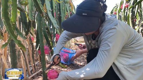 甘肃张掖吃瓜事件视频,一场意外的网络狂欢