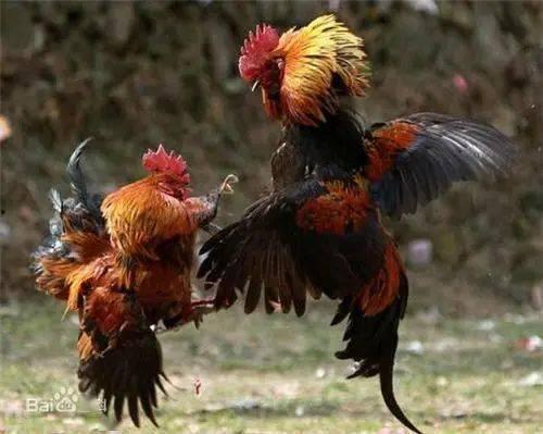 斗鸡可以吃吊瓜吗视频,一场意外的美食探索