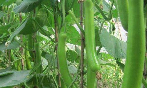 瓠瓜可以摘藤吃吗图片视频,揭秘摘藤吃法的营养与美味