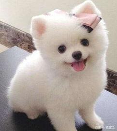 博美可以吃贝贝瓜吗视频,揭秘贝贝瓜的适宜性