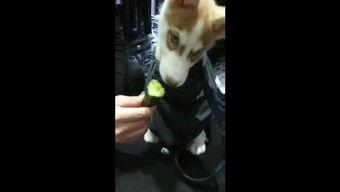 外国人吃狗瓜视频,外国人视角下的中国“吃狗瓜”现象