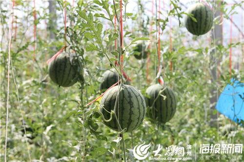 河津网红吃瓜事件视频,揭秘网络热议背后的真相